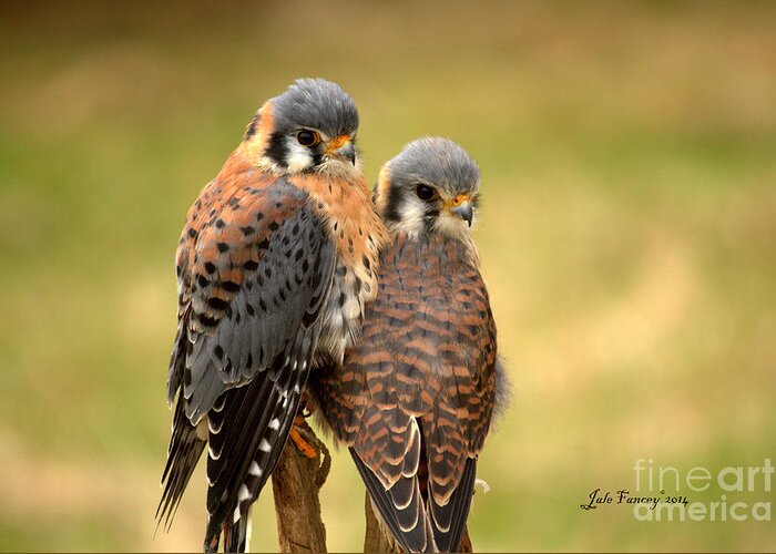 Photography Greeting Card featuring the photograph American Kestrel Siblings by Jale Fancey