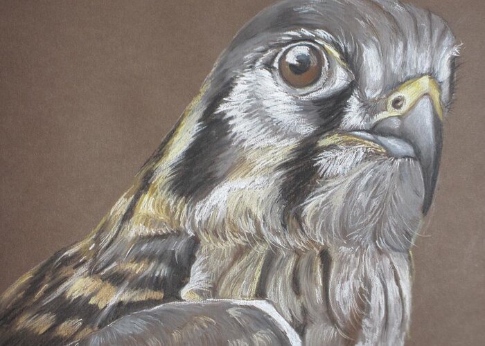 Bird Greeting Card featuring the pastel American kestrel by Teresa Smith