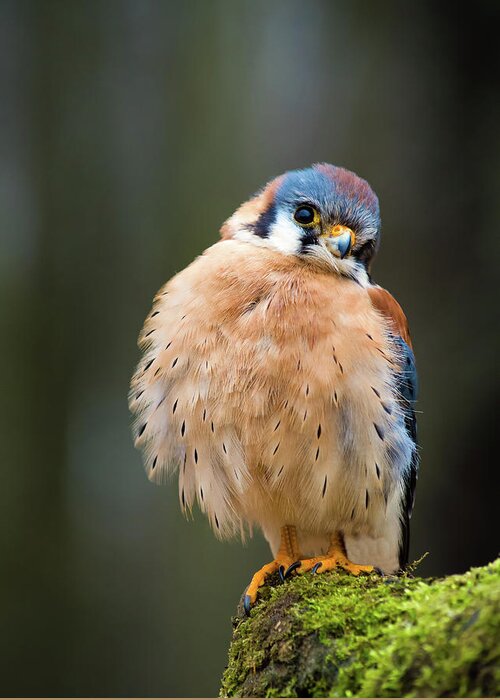 Animals Greeting Card featuring the photograph American Kestrel by Tracy Munson