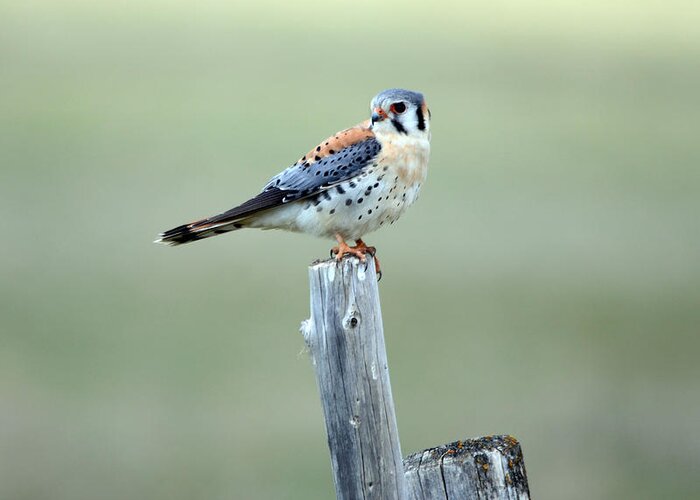 Sparrow Hawk Greeting Card featuring the photograph American Kestrel by Whispering Peaks Photography