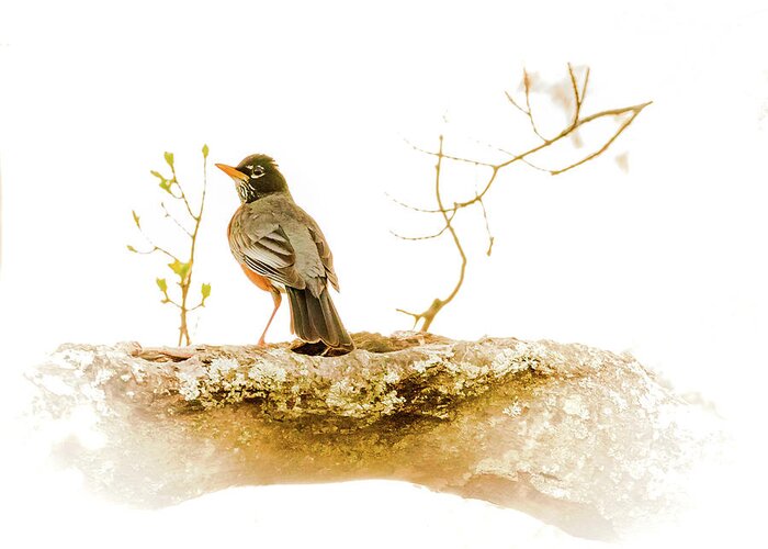 Wild Bird Greeting Card featuring the photograph American Robin in Spring by Brian Caldwell