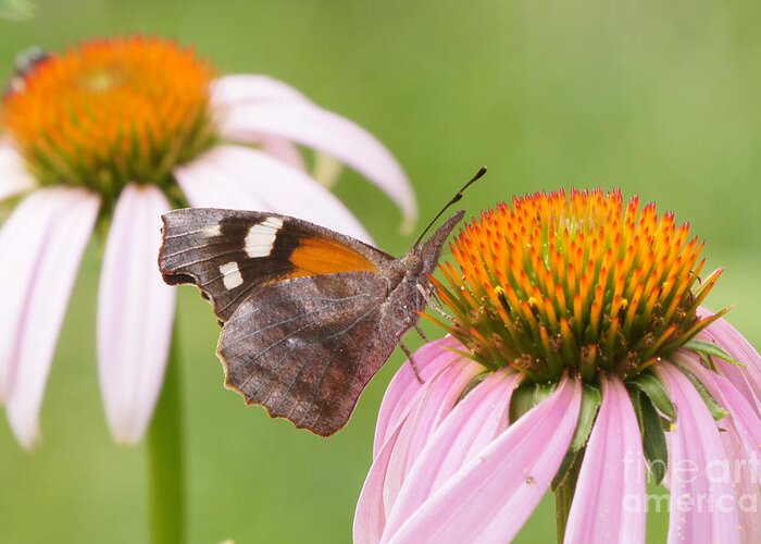 American Snout Greeting Card featuring the photograph American Snout Butterfly on Echinacea by Robert E Alter Reflections of Infinity