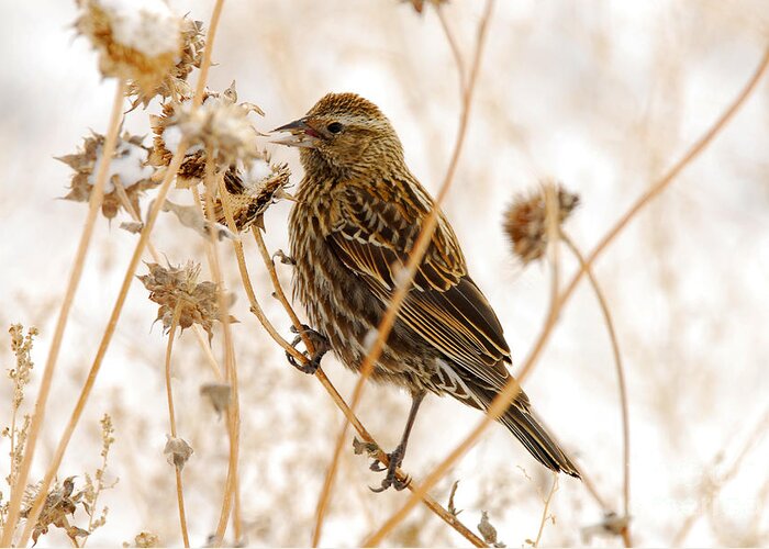 Bird Greeting Card featuring the photograph American Sparrow by Dennis Hammer