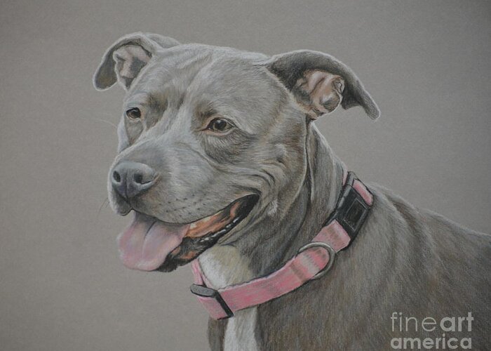Dog Art Greeting Card featuring the drawing American Staffordshire Terrier by Charlotte Yealey