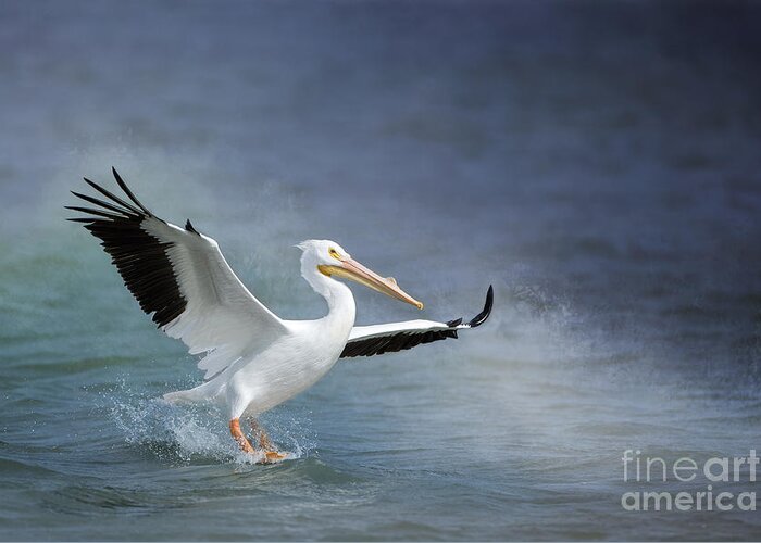 American White Pelican Greeting Card featuring the photograph American White Pelican by Bonnie Barry