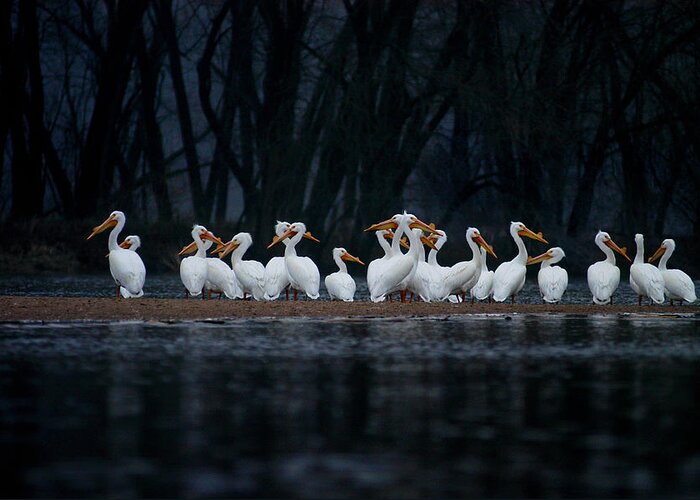 Nature Greeting Card featuring the photograph American White Pelican by Jane Melgaard