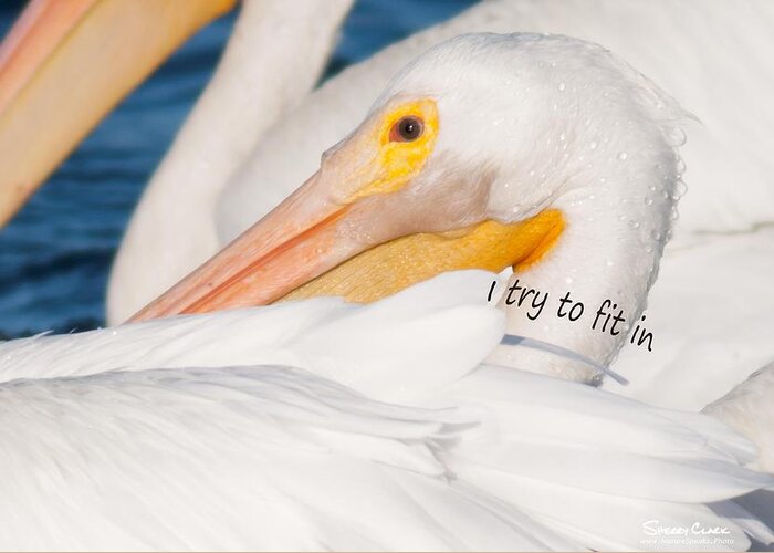  Greeting Card featuring the photograph American White Pelican says I try to Fit In by Sherry Clark