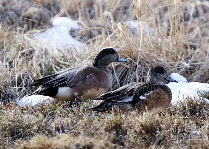 American Wigeon Mated Pair Greeting Card featuring the photograph American Wigeon Mated Pair by Alyce Taylor