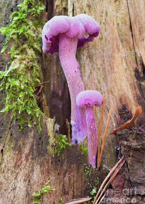 Fungus Greeting Card featuring the photograph Amethyst deceiver - edible mushroom by Michal Boubin
