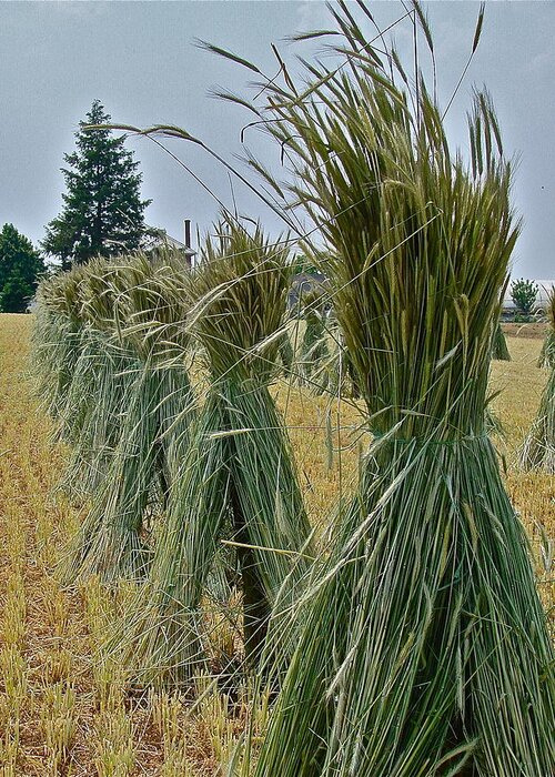 Harvest Greeting Card featuring the photograph Amish Harvest by Diana Hatcher