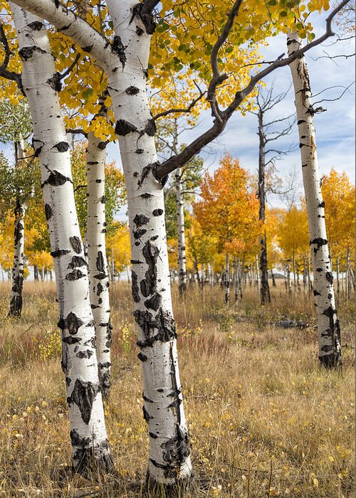 Aspen Greeting Card featuring the photograph Among The Aspens by Denise Bush
