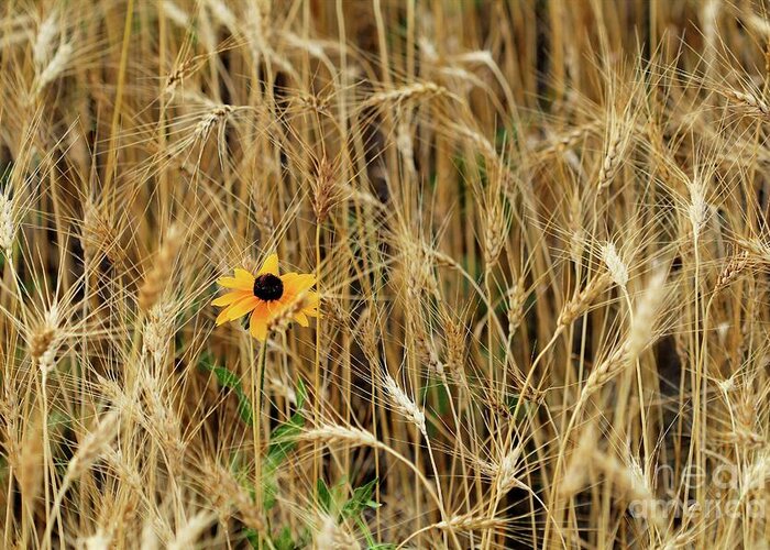 Flower Greeting Card featuring the photograph Among the Wheat 2 by Jimmy Ostgard