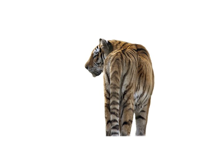 T-shirt Greeting Card featuring the photograph Amur Tiger on Transparent background by Terri Waters