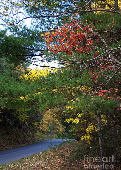 Scenic Greeting Card featuring the photograph An Autumn Road by Skip Willits