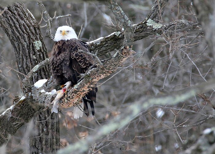 Bald Eagle Greeting Card featuring the photograph An Eagles Meal 4 by Brook Burling