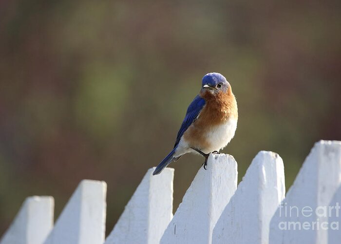 Bluebird Greeting Card featuring the photograph An Eastern Bluebird on a Garden Fence by Rachel Morrison