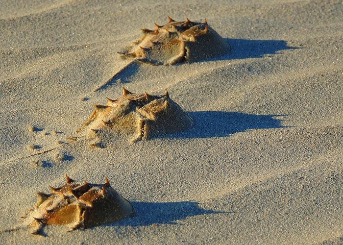 Horseshoe Crab Greeting Card featuring the photograph An Eternal March by Vincent Green