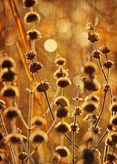 Weeds Greeting Card featuring the photograph An October Morning Text by Theo O'Connor