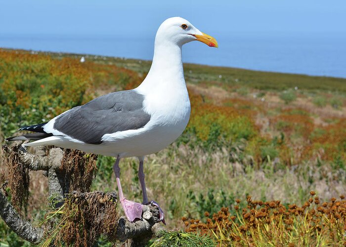 Channel Islands National Park Greeting Card featuring the photograph Anacapa Island Seagull by Kyle Hanson