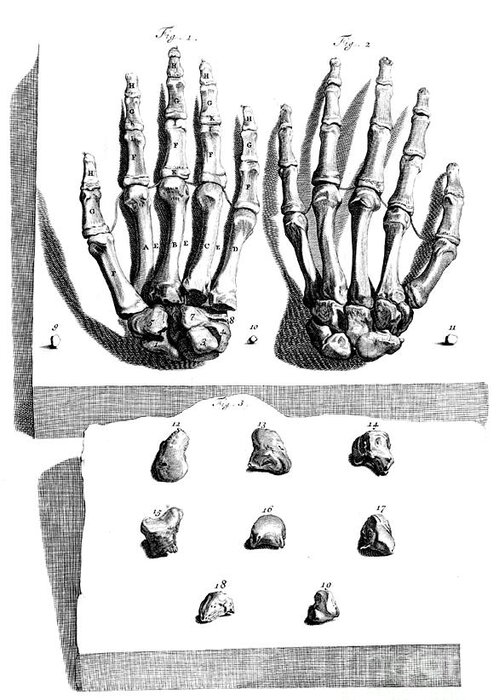 Science Greeting Card featuring the photograph Anatomia Humani Corporis, Table 97, 1690 by Science Source