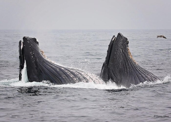 Humpback Greeting Card featuring the photograph Anchovies for Two by Deana Glenz