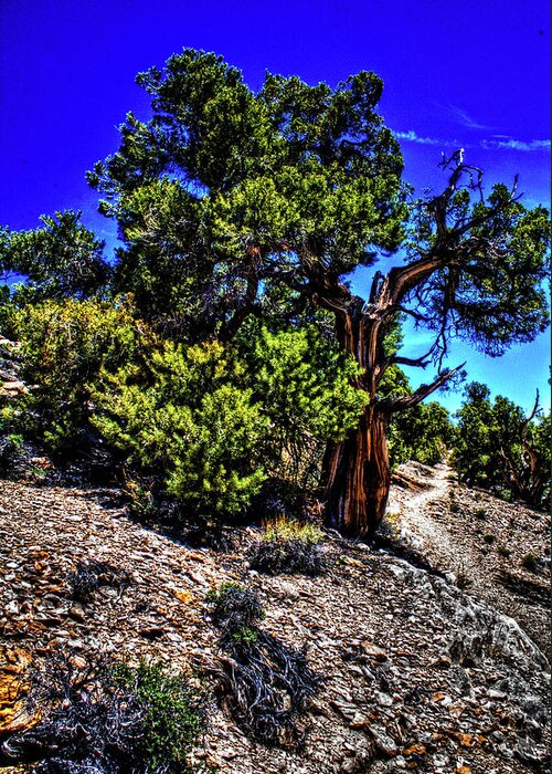 California Greeting Card featuring the photograph Ancient Bristlecone Pine Tree by Roger Passman