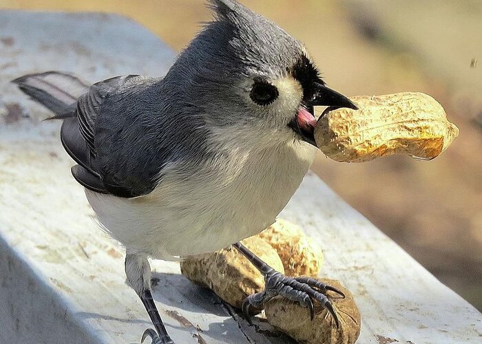 Tufted Titmouse Greeting Card featuring the photograph And I'll Save This One for Later by Linda Stern