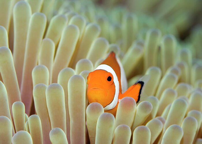 Clownfish Greeting Card featuring the photograph Anemone and Nemoish. by MotHaiBaPhoto Prints