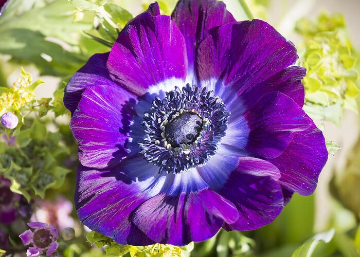 Anemone Greeting Card featuring the photograph Anemone coronaria by Matthew Barnes
