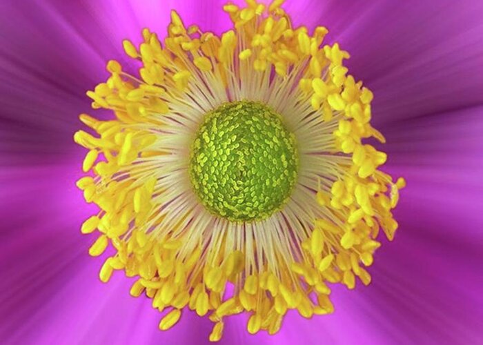 Beautiful Greeting Card featuring the photograph Anemone Hupehensis 'hadspen by John Edwards