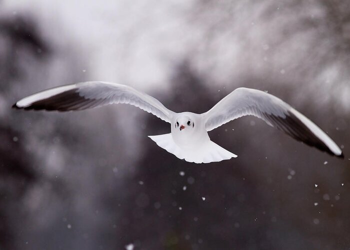 Gull Greeting Card featuring the photograph Angel - Gull in the Sky by Roeselien Raimond
