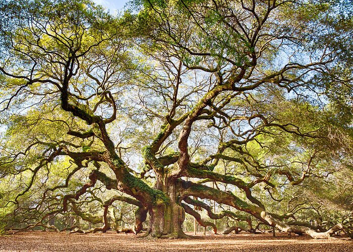 Tree Greeting Card featuring the photograph Angel Oak in Spring by Patricia Schaefer