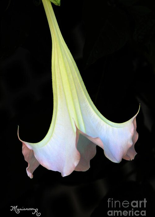 Flora Greeting Card featuring the photograph Angel Trumpet by Mariarosa Rockefeller