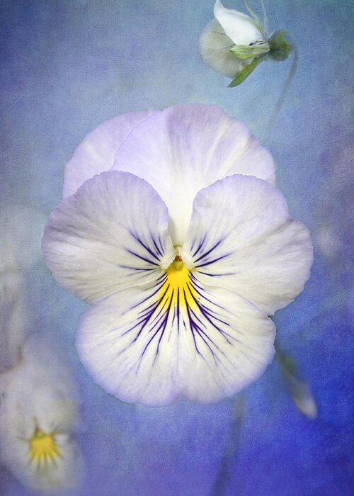 White Pancy Flower Greeting Card featuring the photograph Angel Wings by Marina Kojukhova