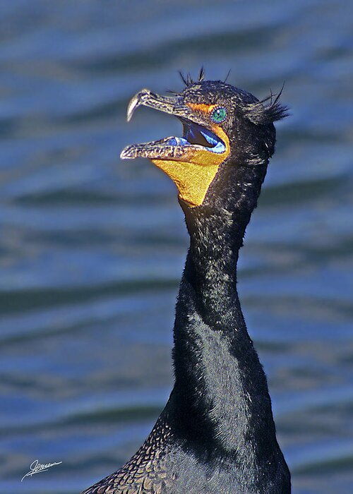 Nature Greeting Card featuring the photograph Angry Cormorant by Phil Jensen
