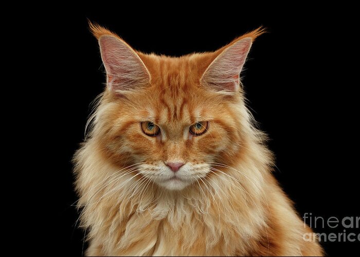 Angry Greeting Card featuring the photograph Angry Ginger Maine Coon Cat Gazing on Black background by Sergey Taran