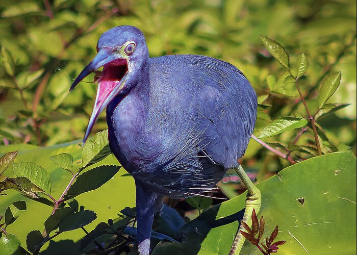 Herons Greeting Card featuring the photograph Angry Little Blue Heron - Egretta Caerulea by DB Hayes