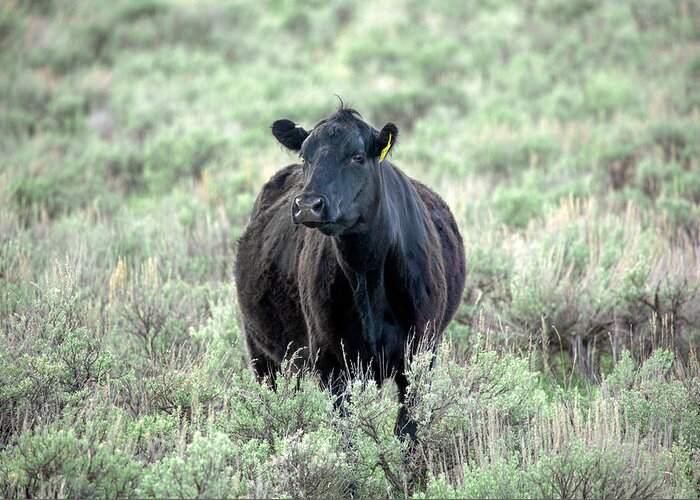 Black Angus Greeting Card featuring the photograph Angus and Sage by Todd Klassy