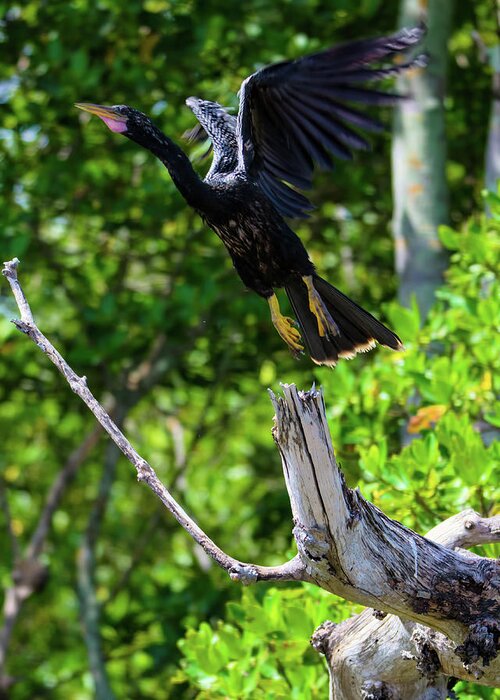 Anhinga Greeting Card featuring the photograph Anhinga Launching Itself from a Dead Tree by Artful Imagery
