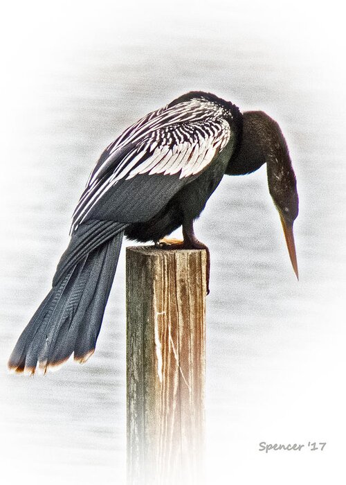 Florida Greeting Card featuring the photograph Anhinga Male by T Guy Spencer