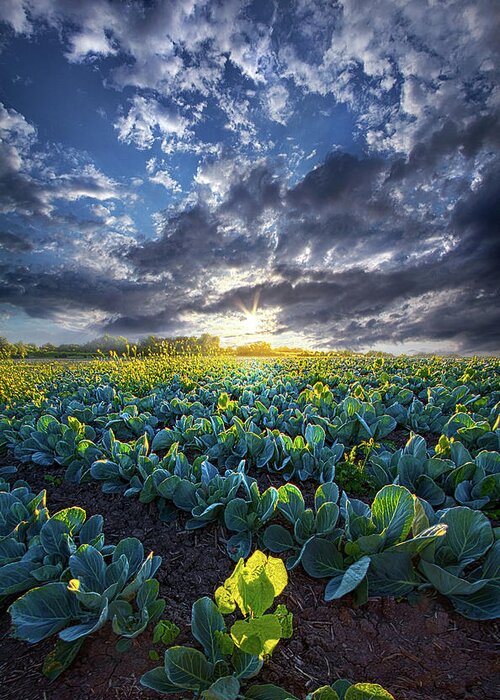 Summer Greeting Card featuring the photograph Ankle High in July by Phil Koch