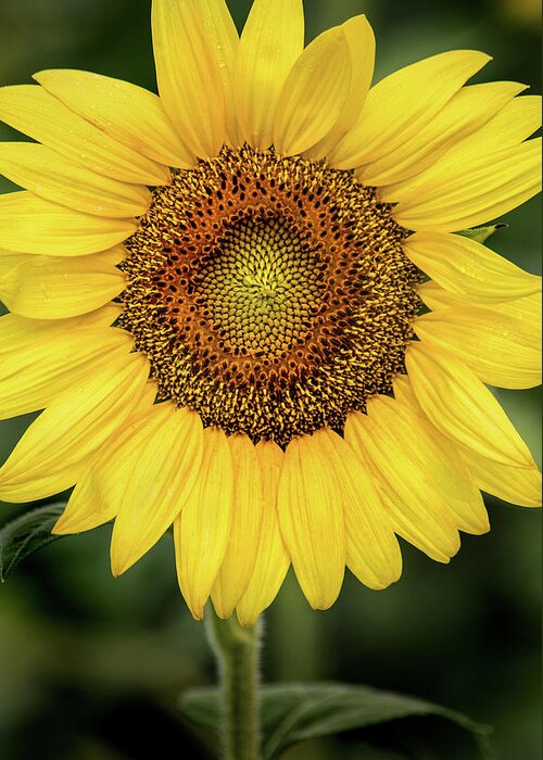 Sunflower Greeting Card featuring the photograph Another Stunning Flower by Don Johnson
