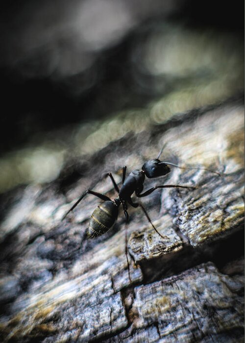 Ant Greeting Card featuring the photograph Dynamic by Hyuntae Kim