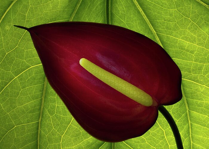 Anthurium Greeting Card featuring the photograph Anthurium by Christopher Johnson