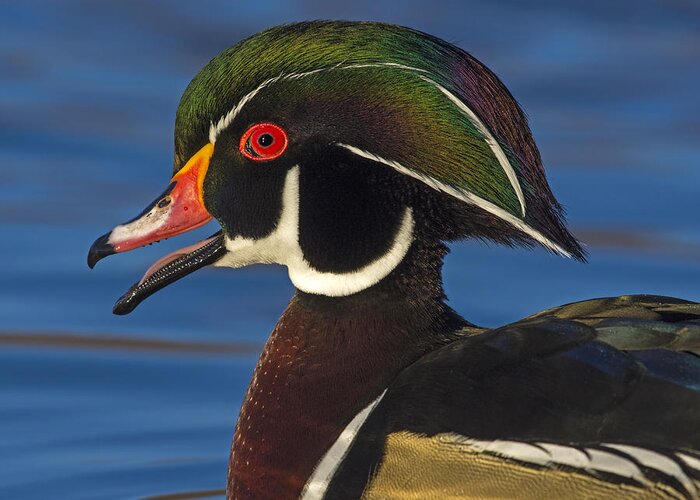 Wood Duck Greeting Card featuring the photograph Anvil by Tony Beck