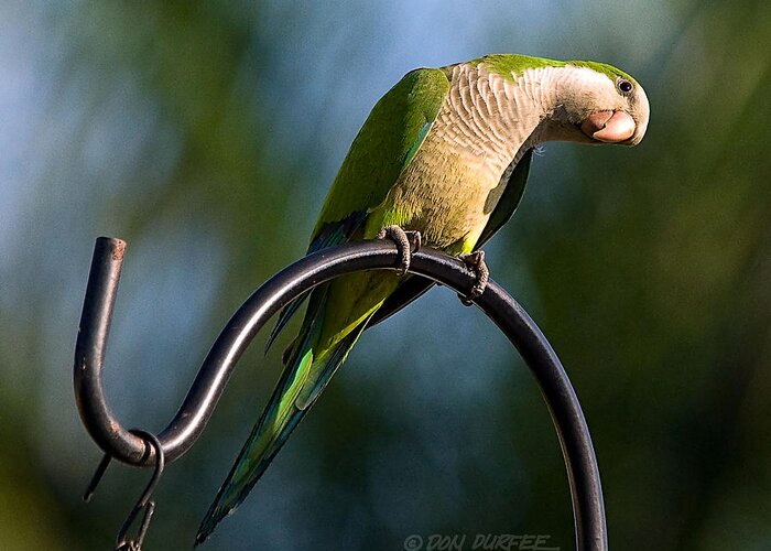 Monk Parakeet Greeting Card featuring the photograph Any Peanuts In There by Don Durfee
