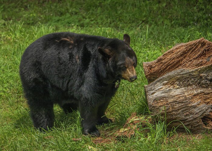 Appalachian Bear Greeting Card featuring the photograph Appalachian Bear by Dana Foreman