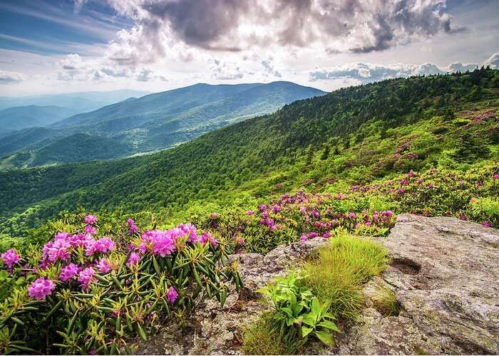 Spring Greeting Card featuring the photograph Appalachian Trail NC TN Grassy Ridge Rhododendron Bloom by Robert Stephens