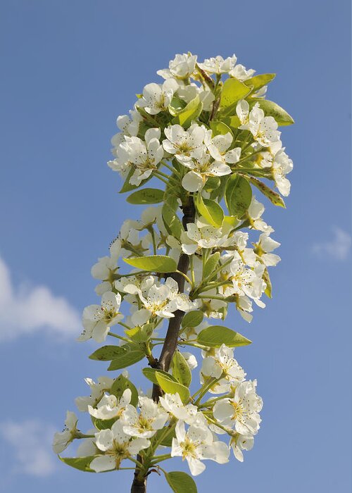 Apple Blossom Greeting Card featuring the photograph Apple blossom in spring by Matthias Hauser