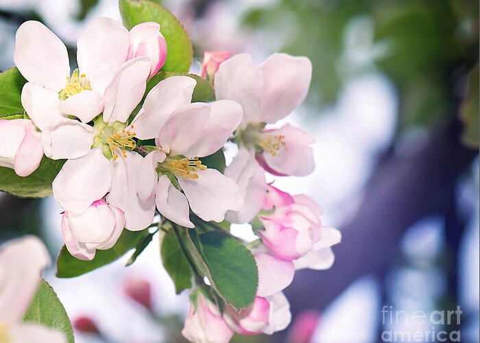 Apple Blossom Print Greeting Card featuring the photograph Apple Blossom Print by Gwen Gibson